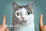 DekoDrom® Blechschild 20x30 cm Schielende Katze lustige Wand Deko Tierfreund Sammler Geschenk