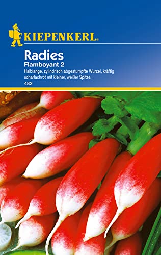 Kiepenkerl 482 Radieschen Samen Flamboyant 2 | Milde Alte Sorte | Schnellwüchsig | Radieschensamen