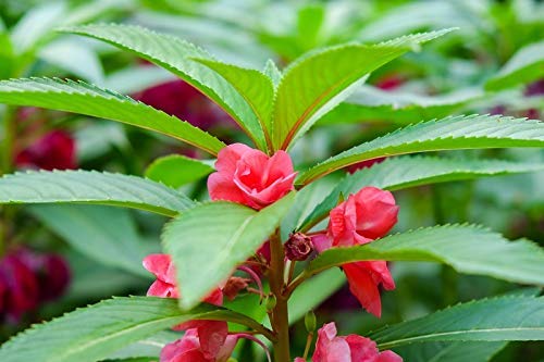 Garden Balsam
