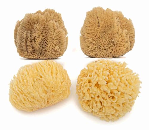 Natural Ocean Lot de 4 éponges de mer douces naturelles et jaunes pour nouveau-né de 0 à 8 mois pour le nettoyage du visage et les loisirs créatifs Taille...