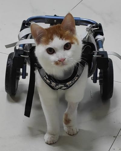 Oracra Silla Ruedas Perro Patas Traseras para Silla de Ruedas de Dos Ruedas para Gatos. Soporte Ajustable para Perros Pequeños, Medianos y Grandes. Cochecito de Recuperación para Mascotas.(XS)