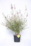 plantì gaura lindheimeri gaura, pianta vera da interno e pianta da esterno vera con fogliame verde scuro diametro vaso 19 cm (compact pink)