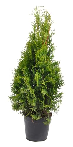 Thuja occidentalis Smaragd 80-100 cm – Immergrüner Lebensbaum, Dichter Wuchs, Pflegeleicht & Frosthart – Ideal als Heckenpflanze im Topf – Ganzjährig pflanzbar für Sichtschutz & Gartenbegrünung