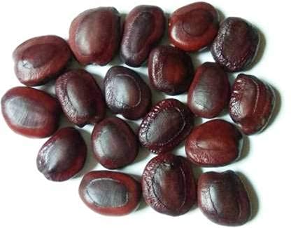 Annakili Natural Organic Tamarind Tree Seeds - Tamarind seeds - Damage Checked - Cleaned & Sorted (200 Grams) (B097SV2TWT) Amazon Price History, Amazon Price Tracker