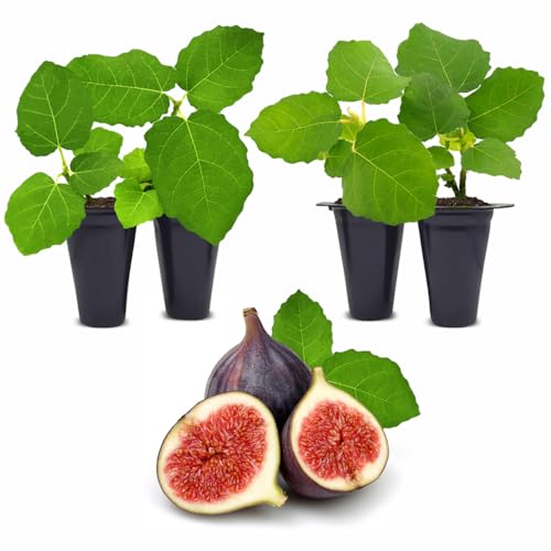 Chicago Hardy Fig Plant (4 Pack) | Live Fruit Plant for Planting | Cold-Hardy & High-Yielding Tree | Grow Your Own Sweet & Juicy Figs at Home | Perfect for Fresh Eating, Drying & Organic Gardening