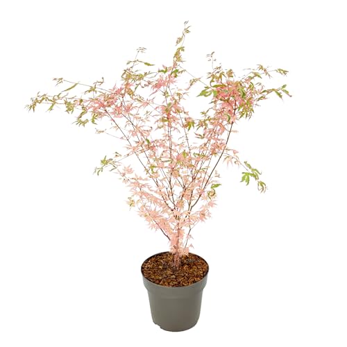 Plant in a Box - Acer Palmatum Taylor - Höhe 50-60cm - Japanischer Ahorn...