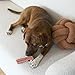 SPOT Bam-Bones Plus T-Bone, Bamboo Fiber & Nylon Dog Chew, Durable for Aggressive Chewers, Non-Splintering, for Adult Dogs & Teething Puppies Under 60lbs, 6in, Beef Flavor
