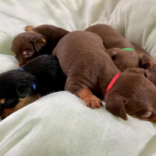 Andibro 60 Stück Kitten halsbänder,12 Farben Verstellbare Welpen ID Halsbänder Soft welpenhalsband 10.5 cm Bandschnur mit Verstellbarer Schnalle für Neugeborene Welpen Kätzchen Haustiere