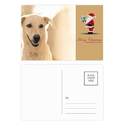Cartes postales Chien Blanc et Père Noël : Lot de 20 invitations à glisser dans vos cadeaux