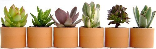 Amazon｜テラコッタ2寸多肉植物6点セット｜観葉植物 オンライン通販