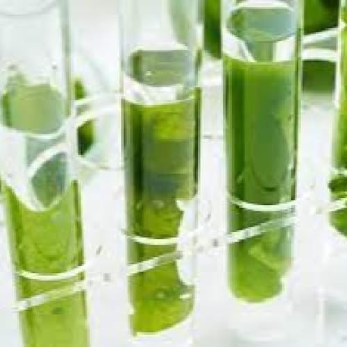 The Algae Fuel Reality Check: What Didn&rsquo;t Add Up