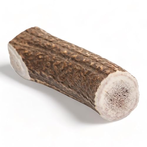 Dilecti Bois de Cerf à Mâcher, Os à Ronger Longue Durée pour Chien, Jouet d'Occupation Résistant et Friandises pour Chien- Non Fendu XL, Paquet de 1