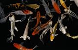 Premium Butterfly Fin Koi – Assorted Colors & Patterns – Live Pond & Aquarium Fish (Size Approx. 3-4') (Pack of 5)