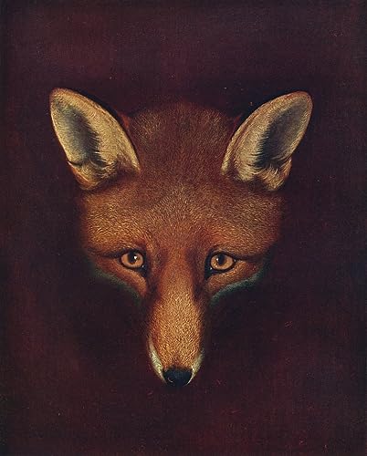Tableau renard vintage PSVDCTOO pour décoration chambre et salon en toile de 60x90cm