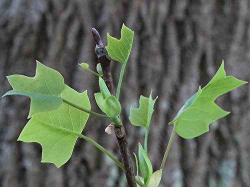 Tulip Poplar | Tree Seed Grow Kit | The Jonsteen Company #TOP7