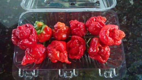 Sementes Trinidad Scorpion Moruga Vermelha 20 Unidades