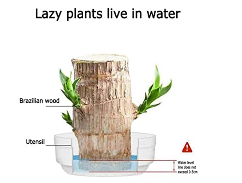 Goniome Mini Brazil Lucky Wood,Hydroponic Tree Stump Desktop Plants,Indooroffice Desktop Plant To Purify Indoor Air (Wood+Monk) #TOP1