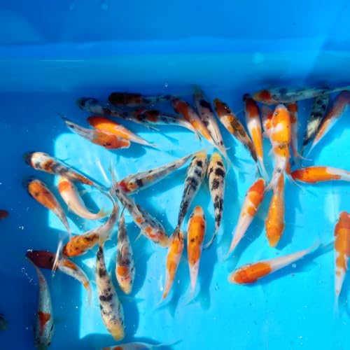 (生体）錦鯉 ミックス 京都優良ファーム産 ５匹セット ６cm～７cm