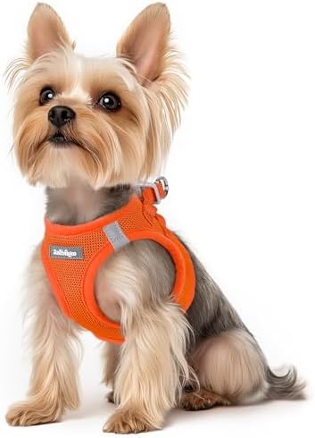 rabbitgoo Hundegeschirr Kleine Hunde, Step-in Weiches Mesh, Orange | Einfach anzulegen, Atmungsaktiv & Reflektierend, Ausbruchsicher mit Sicherheitsverschluss für Kleine Hunde Gass