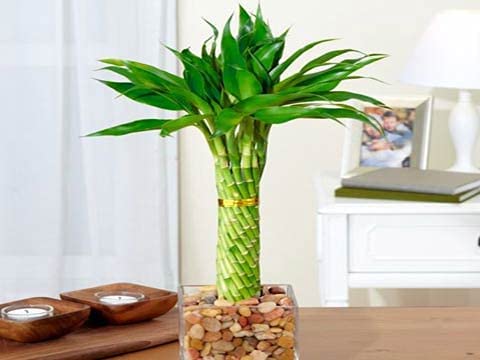 Unnati9Group Green Wheel Lucky Bamboo Tree Grass (Cylindrical Twisted) (B0BW54CWCY) Amazon Price History, Amazon Price Tracker