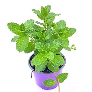 Florapartner Hugo Cocktail Minze 2er-Set