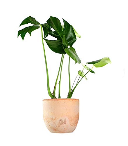 Filodendro Monstera Deliciosa Altezza 45 cm, Pianta Vera, Pianta da Interno, Vaso Artigianale in Terracotta