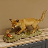 GTK - Geweihe & Trophäen KRUMHOLZ Fuchs junger Rotfuchs laufend auf Dekoplatte Präparat Tierpräparat Tiertrophäe 89.8.179