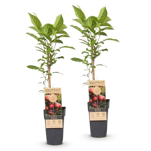 Green boutiQ - Obstpflanze - Actinidia deliciosa Ken s Red - Kiwi-Pflanze - Weiblich - Rote Frucht - 2 Pflanzen - Topf 15cm - Höhe 50cm