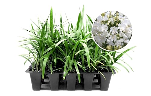 Agapanthus Africanus Getty White | 3 Live Plants | Evergreen Perennial, Summer Blooms, Long-Lasting...