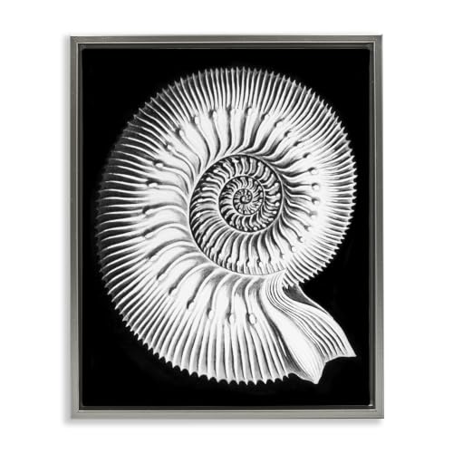 Spiral Sea Life Nautical Shell, 25 x 31 Inch Canvas in Floater Frame