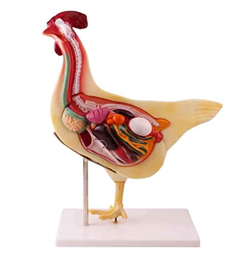 GKPLY Tieranatomiemodell Huhn Anatomisches Modell Abnehmbare Hühnerorgan-Anatomie-Modellsimulation Hühnermodell für Studienanzeige Lehre Medizinisches Modell PVC-Material Cover