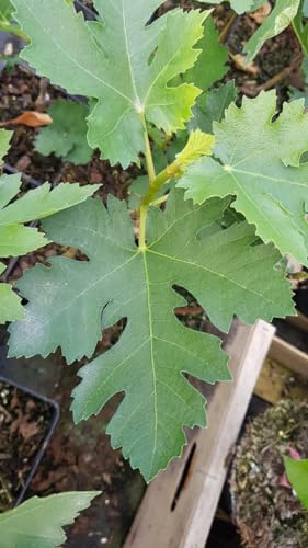 Ficus johannis subsp. afghanistanica/Figuier afghan/Conteneur de 2 à 2.9 litres