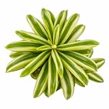 Peperomia dolabriformis - Live House Plant, 2 Inch Clay Pot, Folded Green Succulent Leaves, Easy to Care, Unique, Pet Friendly Indoor Plant for Home Decor, Office Desk or Garden