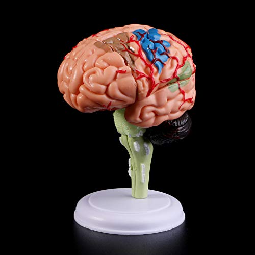 Modelo anatómico humano para resolver dudas en la enseñanza médica didáctica 3
