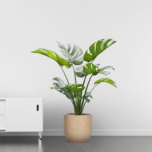 Image of BonKaso 10 Inch Jaguar Round Plant Pots | Highly Durable & Lightweight Polymer Planter for Indoor & Outdoor Use | Flower Pot (Gamla /Gamale) for Home, Office, Garden, Living Room & Balcony (Beige)