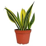 Snake Plant Gold Flame Live Plant for Indoor | Different Houseplants in 4'' & 6'' Pot | Real House Plant for Living Room, Office & Bathroom | Sansevieria Trifasciata | Laurentii