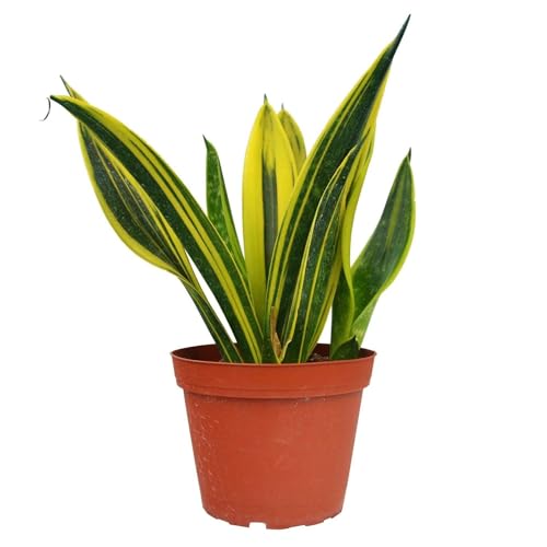 Snake Plant Gold Flame Live Plant for Indoor | Different