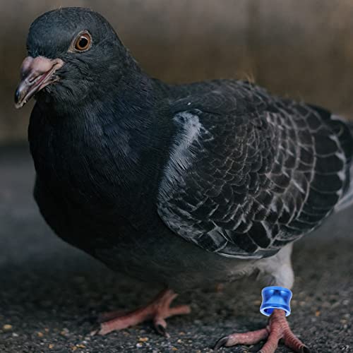 POPETPOP 20pcs Homing Pigeon perna anéis