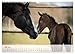 Horses 2026 Power and Grace (Wall Calendar 2026 DIN A3 Landscape), CALVENDO Monthly Calendar: Expressive Horses in Nature