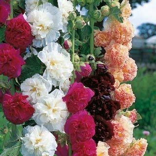 Double Bloom Mix trémière Seeds (Alcea rosea) 50 Graines UPC 646263362060