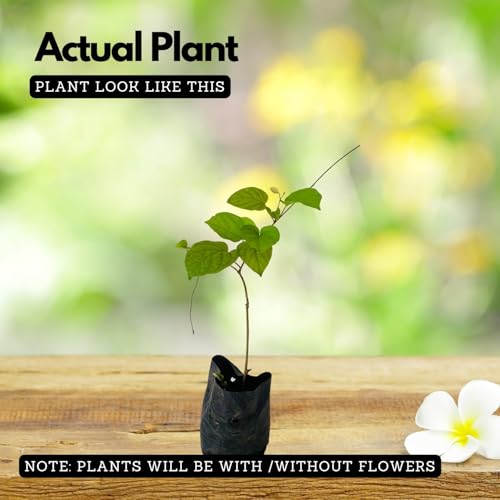 Image of Manimulla Creeper Live Plant or Nagamulla /White Outdoor Flowering Plant /Flowering or Ornamental Live Plant /Beautiful White Creeper Plant | (Porana paniculata) (MANIMULLA FLOWER PLANT)