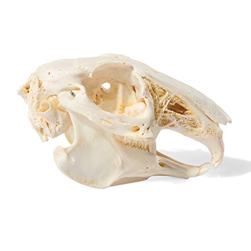Image of 3B Scientific GmbH T300191 Rabbit Skull