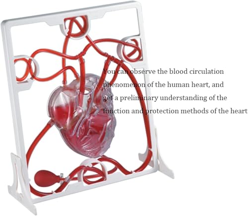 Modèle de cœur et de circulation AMITD à LED pour simplifier les notions d'anatomie complexes - 4