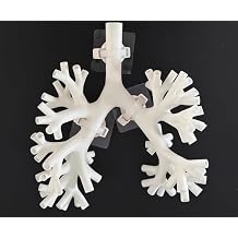 Bronchoscopy Training Model, Resin Bronchoscope Bronchial Tree Anatomy Model Fiber Bronchial Set for Doctor Teaching,Medical School Nursing Learning Level 5 White