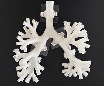 Bronchoscopy Training Model, Resin Bronchoscope Bronchial Tree Anatomy Model Fiber Bronchial Set for Doctor Teaching,Medical School Nursing Learning Level 5 White