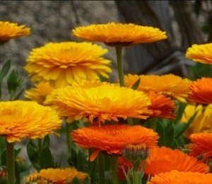 Non GMO Bulk Calendula Seeds- Fancy Mix. 26,000 Seeds. Calendula officinalis (1/2 Lb)