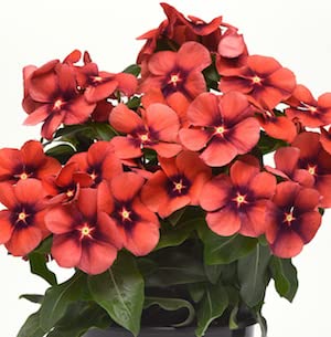 See full amazon price history chart for OL Seeds - Vinca Tangerine F1 Hybrid Seeds (Pack of 10 seeds) OL Seeds - Vinca Tangerine F1 Hybrid Seeds (Pack of 10 seeds) (B08W3L6M5J) Amazon Price History, Amazon Price Tracker