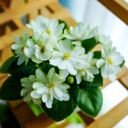 acquistare semi di violetta africana da esterno resistenti, primaverili di violetta africana da giardino, appartamento 80pcs