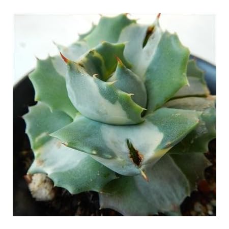 Amazon Sdアガベ 王妃雷神 オウヒライジン 多肉植物 アガベ 9cmポット 観葉植物 オンライン通販