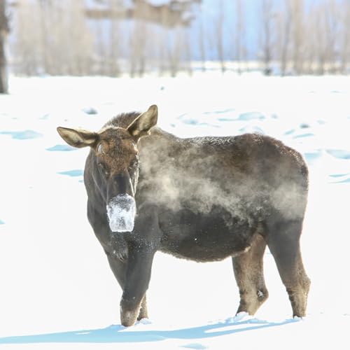 This Week In Yellowstone: February 19th to February 25th, 2026